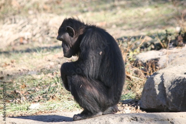Fototapeta lonely chimp