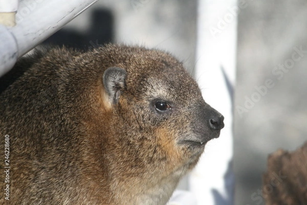 Fototapeta hyrax