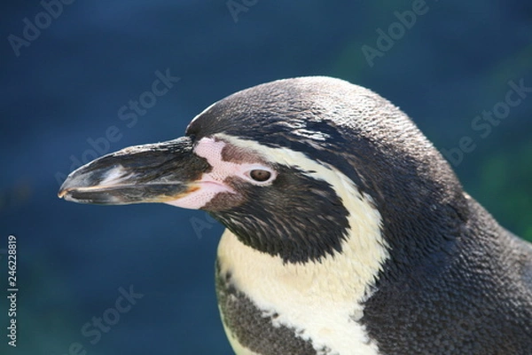 Obraz penguin close up