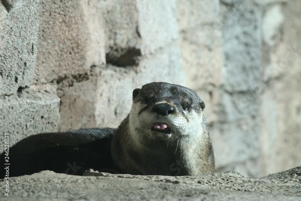 Fototapeta cute otter