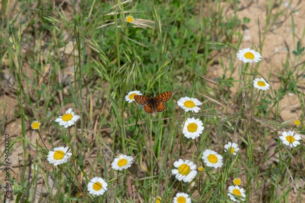 Obraz İparhan / Melitaea cinxia /  
