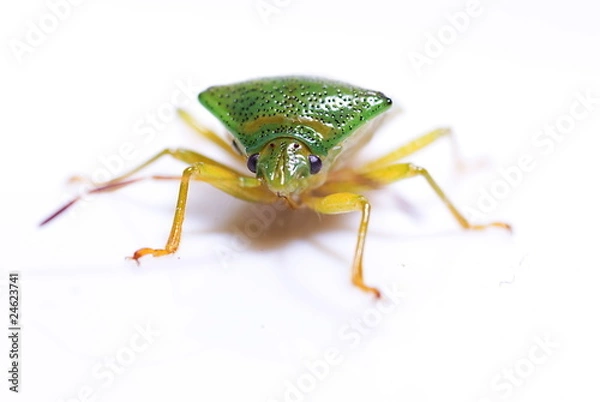 Obraz Bunte Blattwanze (Elasmostethus interstinctus)