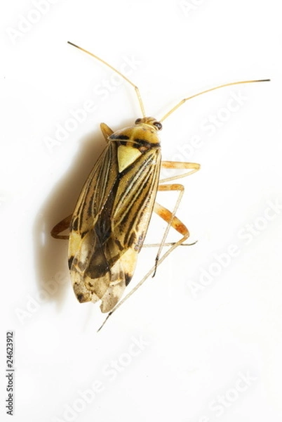 Obraz Eichen-Schmuckwanze (Rhabdomiris striatellus)