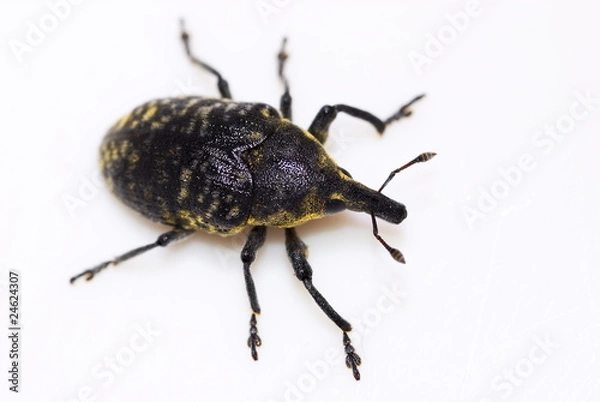 Obraz Rüsselkäfer (Larinus Sturnus)