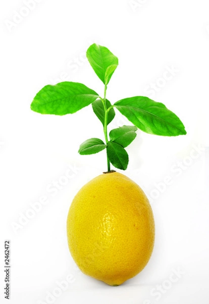 Obraz impossible lemon tree