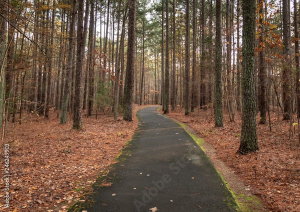 Obraz Path in the forest during the fall season.  Walking in the woods.