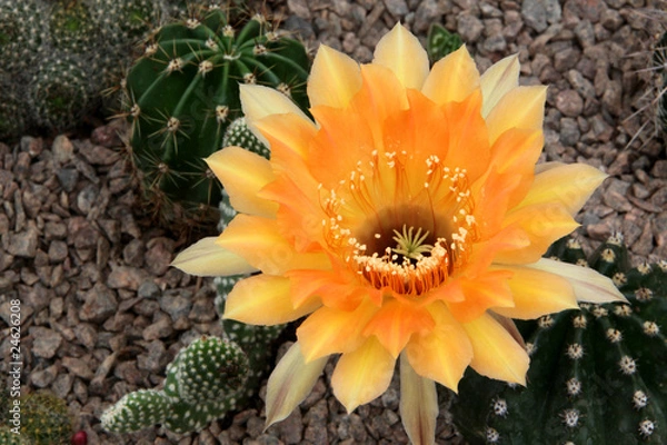 Obraz Cactus flower