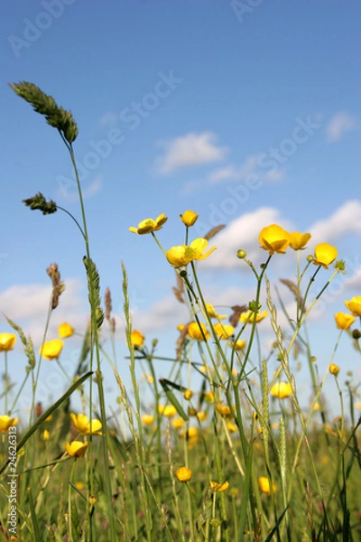 Obraz Meadow Buttercups
