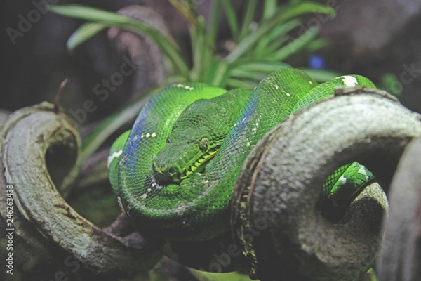 Obraz green snake