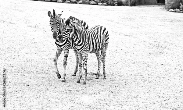 Obraz zebra couple