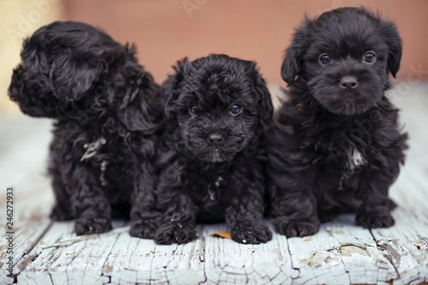 Obraz three puppies