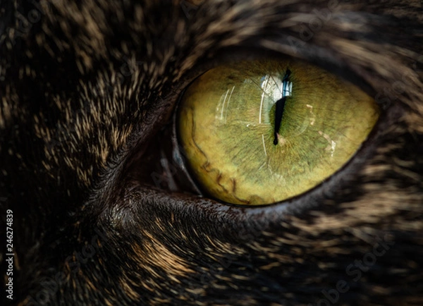 Fototapeta Zamknij a? Wysokiej rozdzielczo? Ci zdj? Cia makro kota twarz i oko