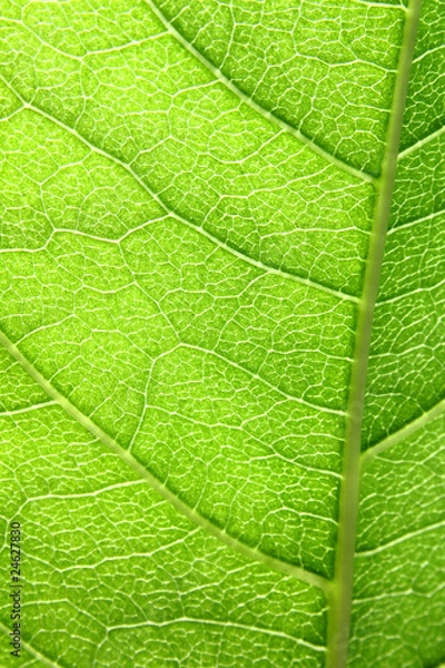 Obraz structure on a leaf