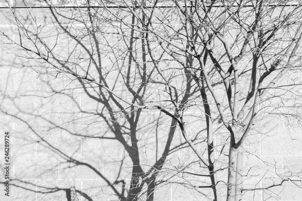 Fototapeta Shadow trees