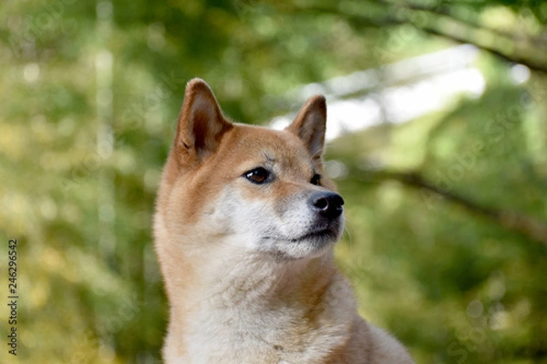 Fototapeta 柴犬・背景緑