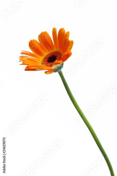Fototapeta オレンジ色のガーベラ