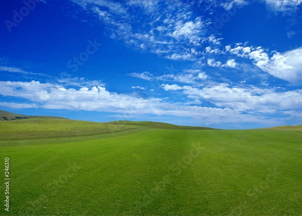 Fototapeta green field in the summer