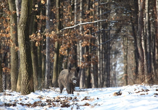 Obraz wilde boar in winter forest