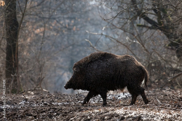 Obraz wild boar in forest
