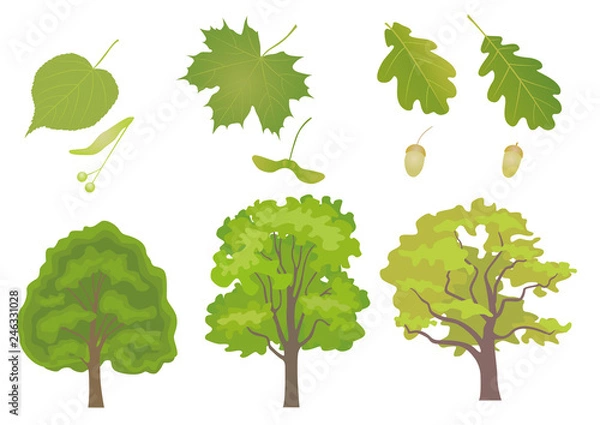 Obraz Vector set of common European forest trees with detail of leaf and fruit. Tilia cordata, acer platanoides, quercus robus, quercus petraea.