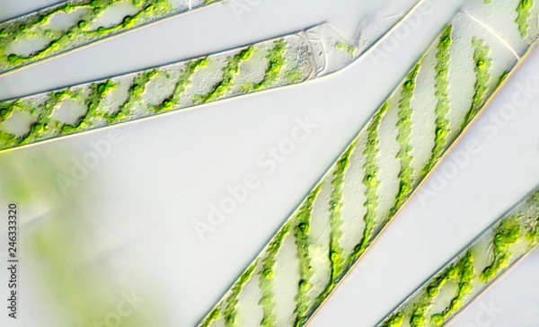 Obraz Green algae under the microscope