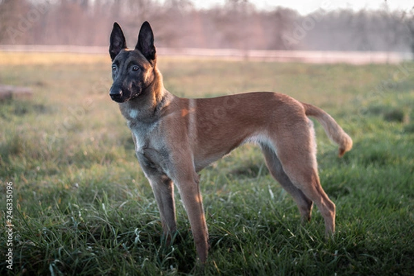 Fototapeta Wintershooting dog