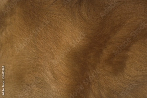 Obraz pelaje de perro