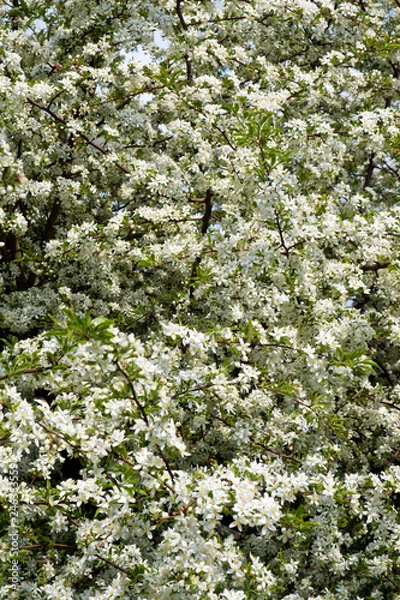 Fototapeta Profuse white spring blossom on a Cut-leaf Crabapple tree