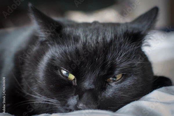 Obraz Katze