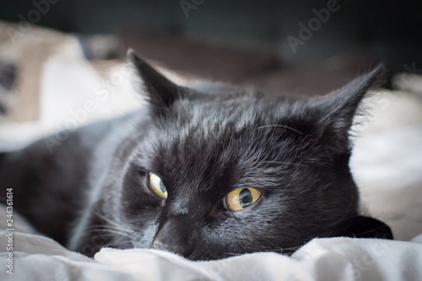 Obraz Katze