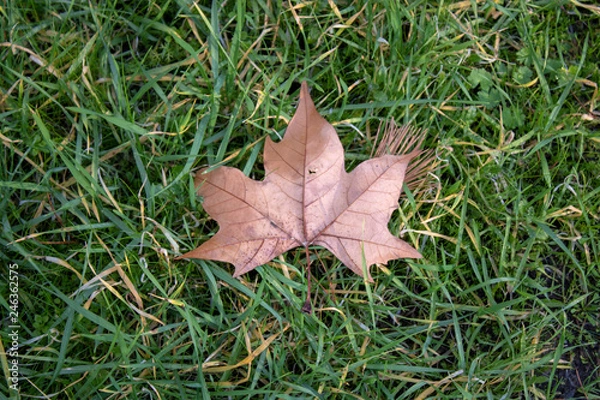 Fototapeta leaf on grass