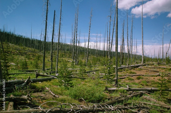 Fototapeta yellowstone fire damage