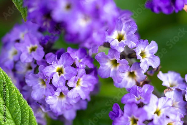 Fototapeta ヘリオトロープ(紫)