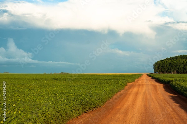 Fototapeta Road within the soybean plantation.