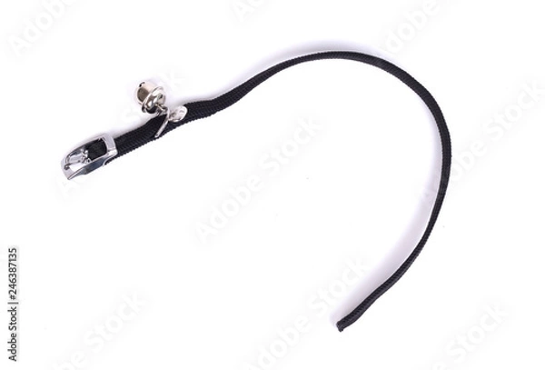 Obraz Collar cat, isolated
