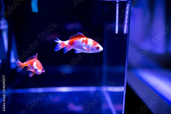 Fototapeta 水槽の金魚