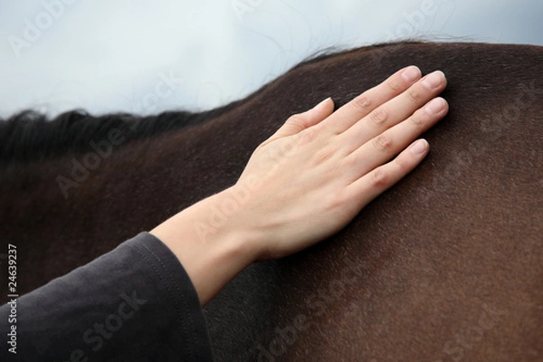 Obraz Zaklinacz koni