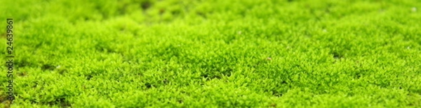 Obraz Green lichen