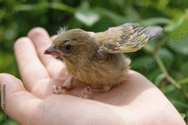 Fototapeta Vogeljunges