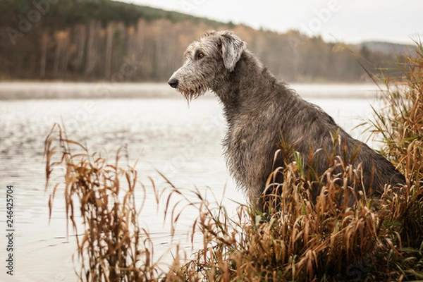 Obraz Irish Wolfhound. Big gray dog sitting on the river bank.