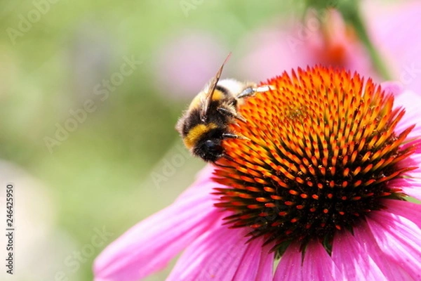 Obraz Insektensterben