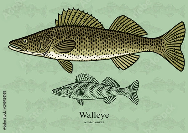 Fototapeta Walleye, Yellow pike. Vector illustration with refined details and optimized stroke that allows the image to be used in small sizes (in packaging design, decoration, educational graphics, etc.)