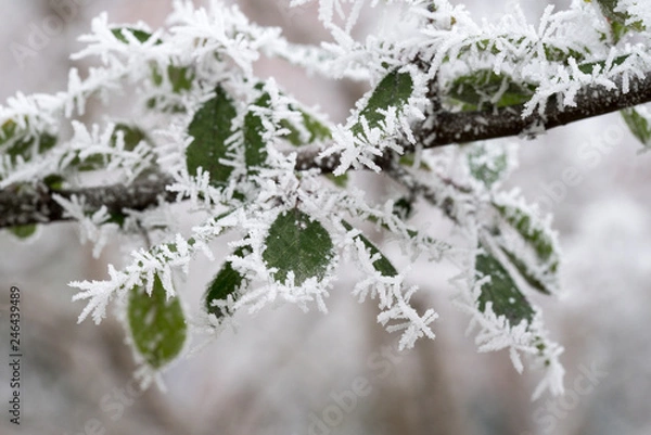 Obraz Frost, Eiskristalle