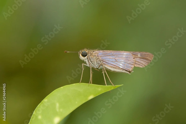 Fototapeta Hylephila phyleus - (Fiery skipper)