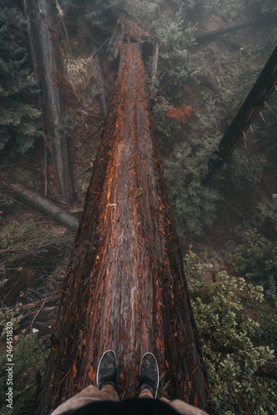 Obraz fallen tree over valley