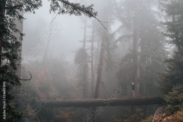 Obraz Man on fallen tree
