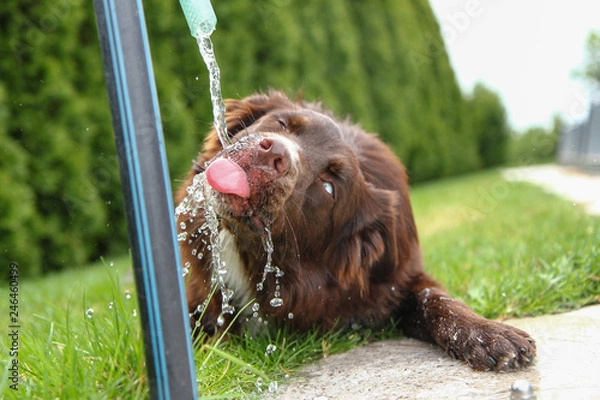 Fototapeta A thirsty dog is drinking water and looking quite funny. 