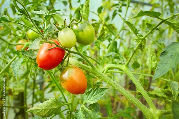 Fototapeta Red and green tomatoes growing on twigs. In a greenhouse. Farm of tasty red tomatoes