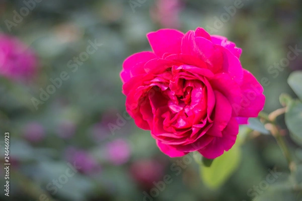 Obraz Beautiful rose