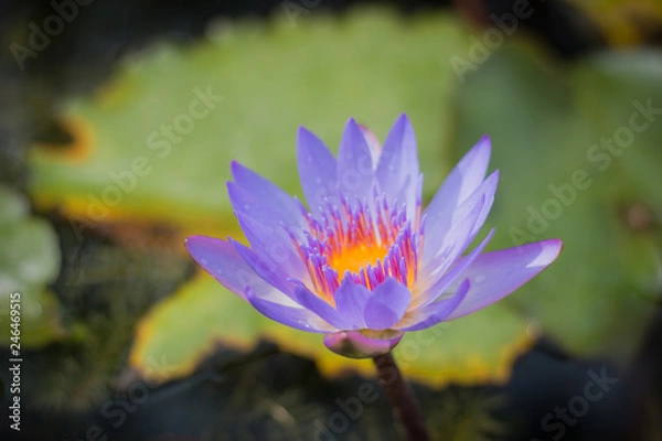 Fototapeta Violet lotus